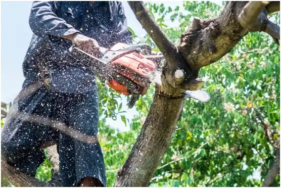 tree services Chesnee